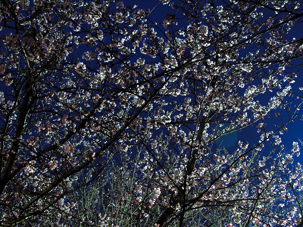 Harima central park Nocturnal view of cherry blossoms