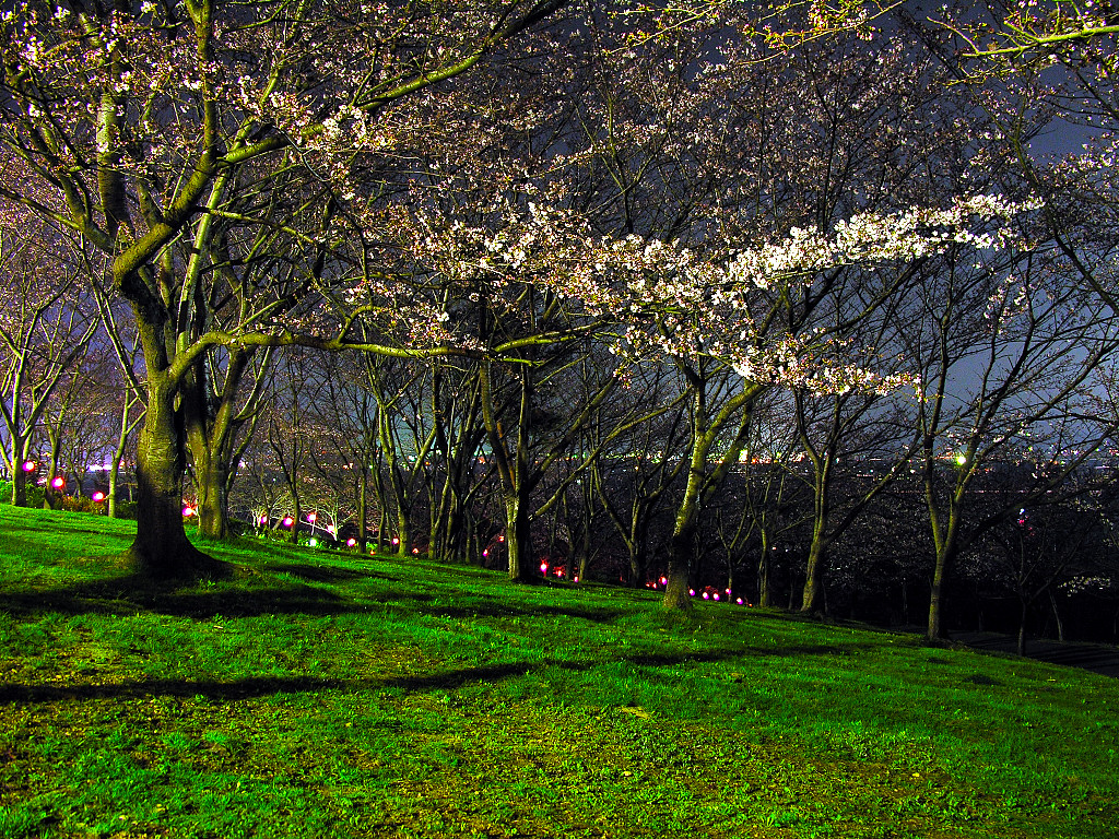 The nocturnal view of cherry blossoms of the Harima central park