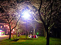 People of a nocturnal-view-of-cherry-blossoms visit