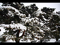 傘松公園の雪をかぶった傘松