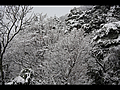 急斜面の雪で覆われた木々
