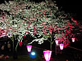 A paper-covered lamp and a nocturnal view of cherry blossoms