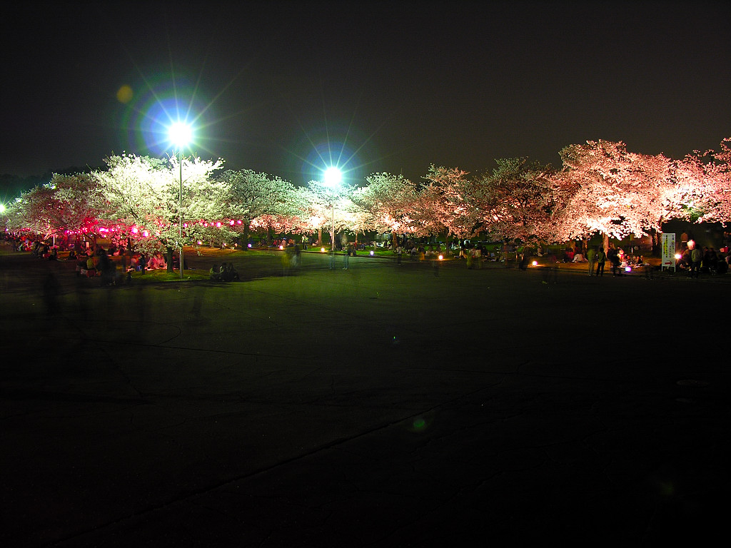 The park of a cherry tree