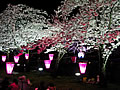 Nocturnal-view-of-cherry-blossoms visit
