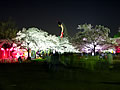 A wonderful nocturnal view of cherry blossoms