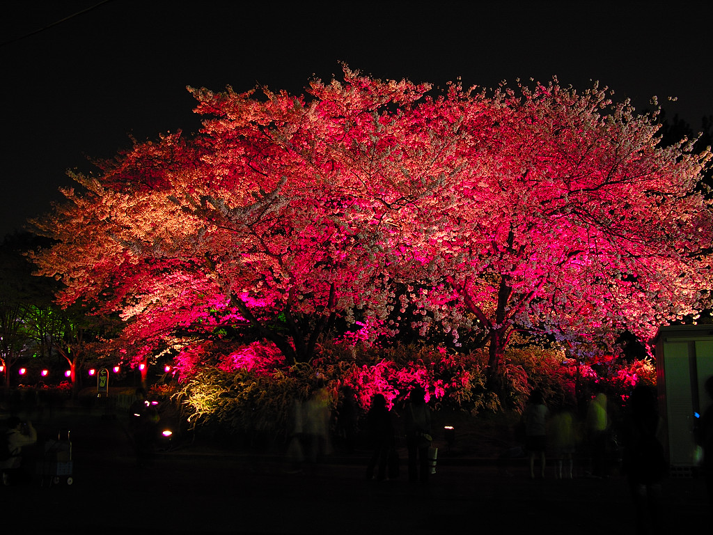 A crimson nocturnal view of cherry blossoms