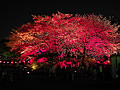 A crimson nocturnal view of cherry blossoms