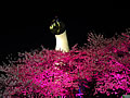 Osaka Expo. 70 Commemoration Park Nocturnal view of cherry blossoms