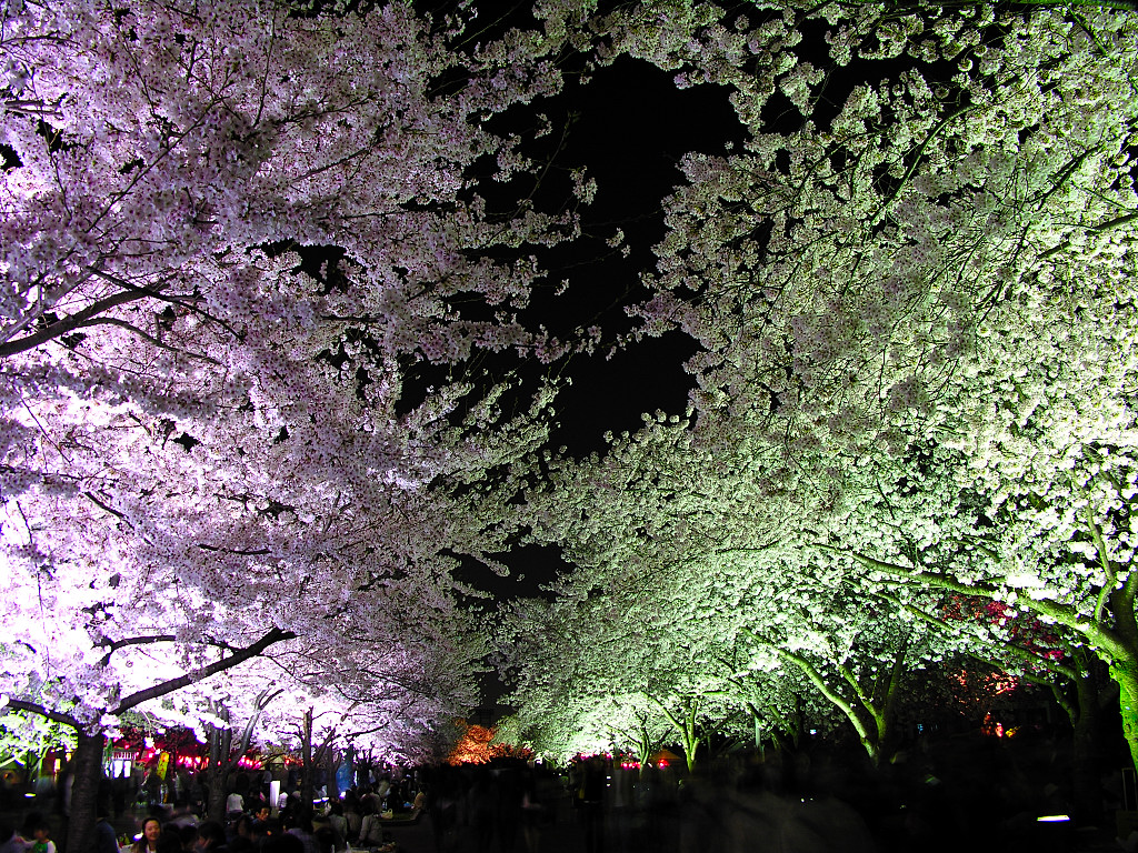 The Expo. 70 Commemoration Park nocturnal-view-of-cherry-blossoms lighting