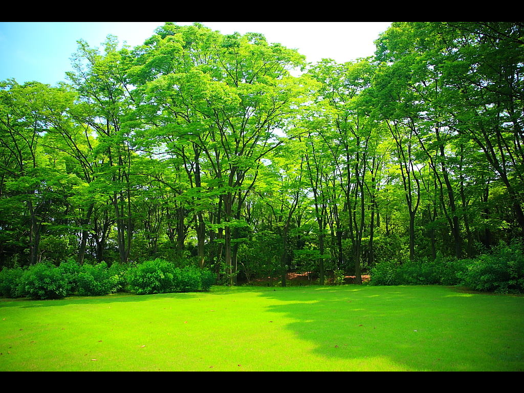 日本庭園の芝生と新緑