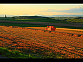 麦の収穫風景