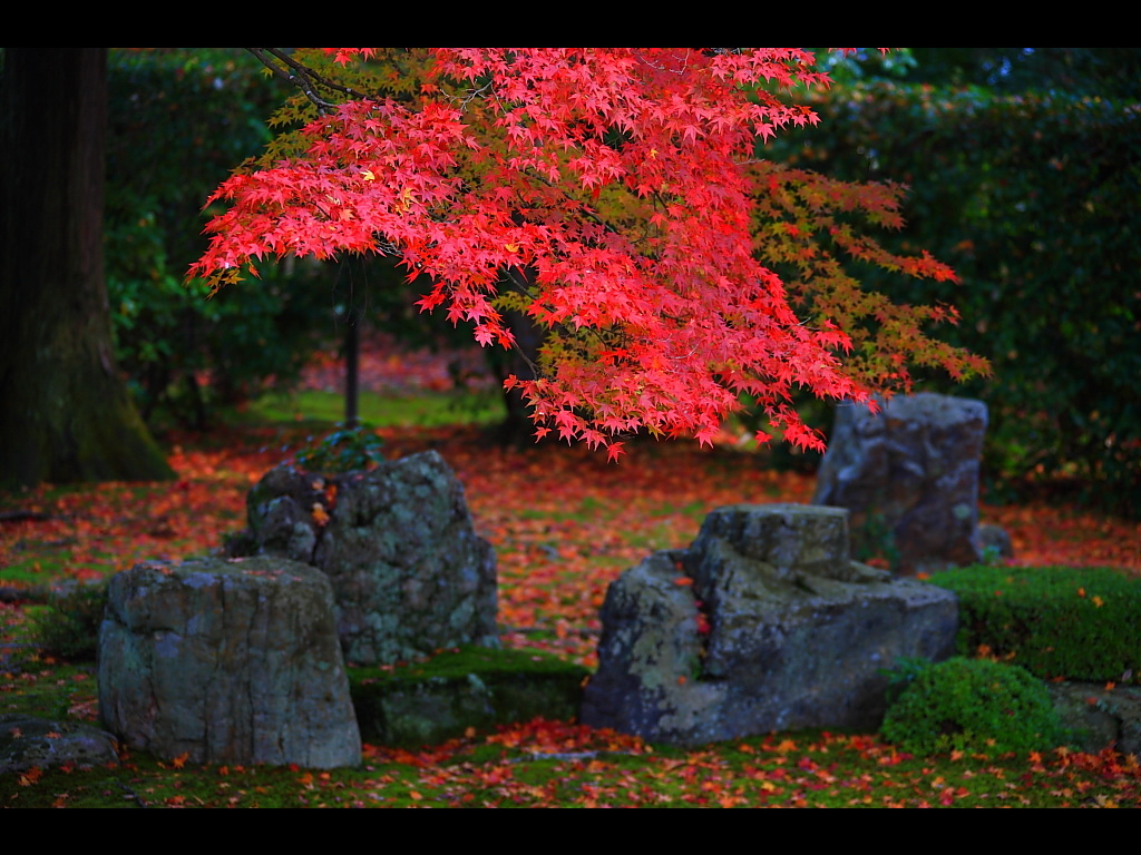 紅葉もみじと庭園の石