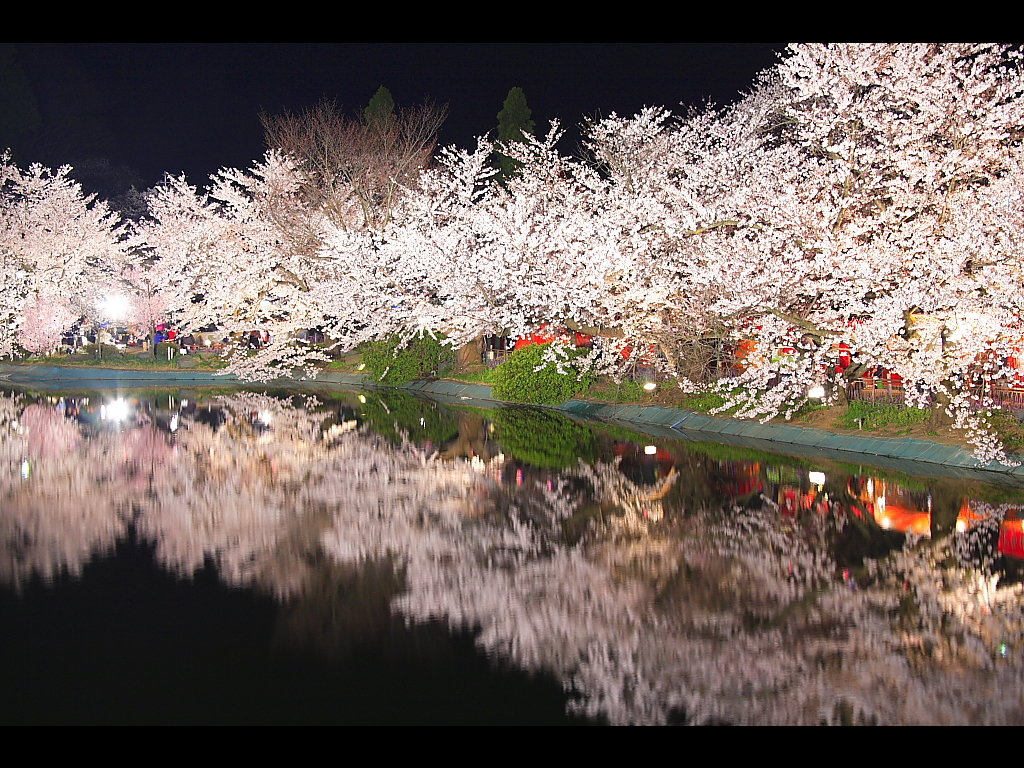 臥竜橋上から見る夜桜