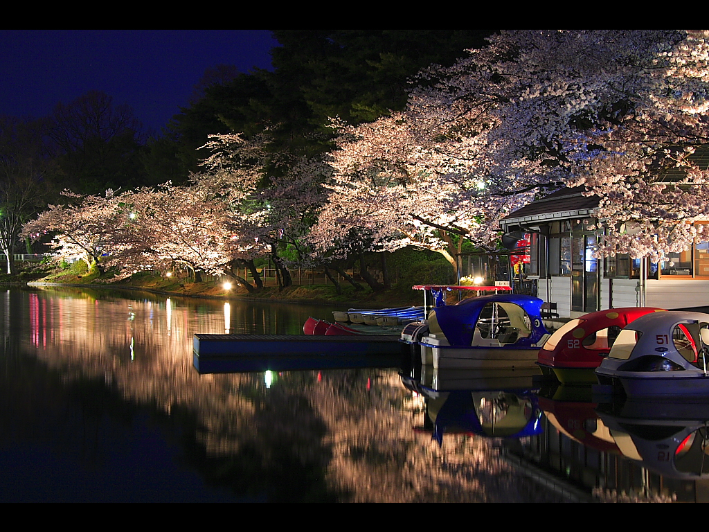 竜ヶ池遊船所と夜桜