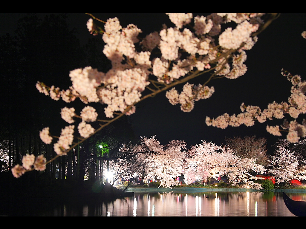 竜ヶ池に映る夜桜