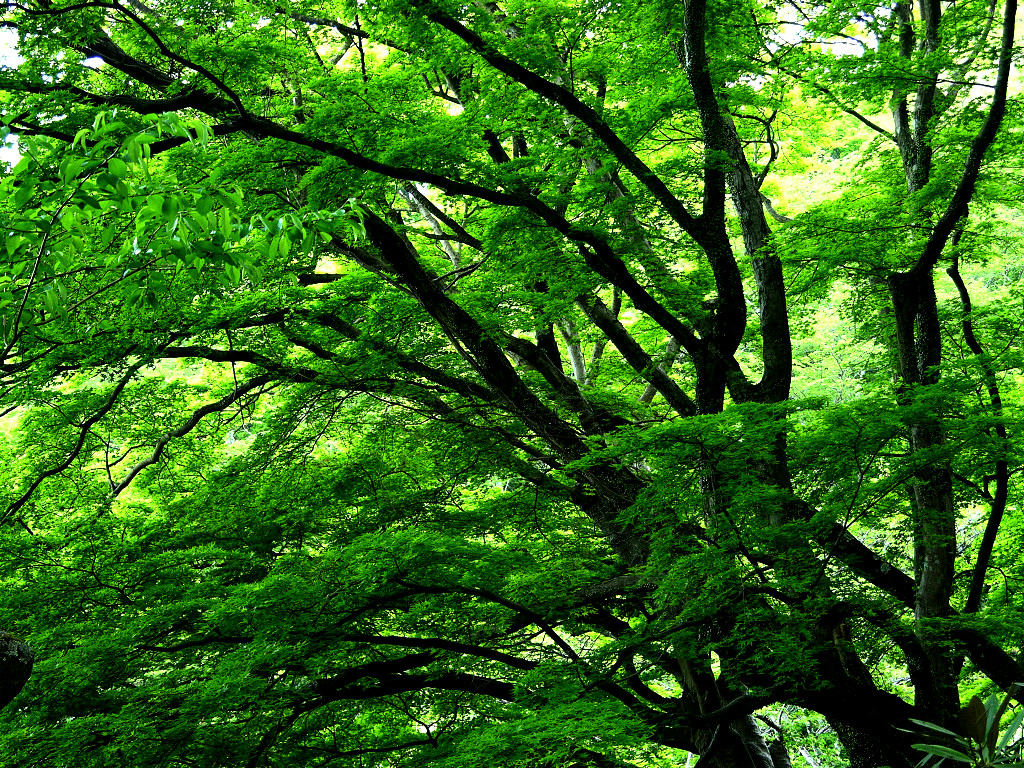深い新緑のもみじの大木　左クリックで長谷寺へ右クリック背景に設定で壁紙へ