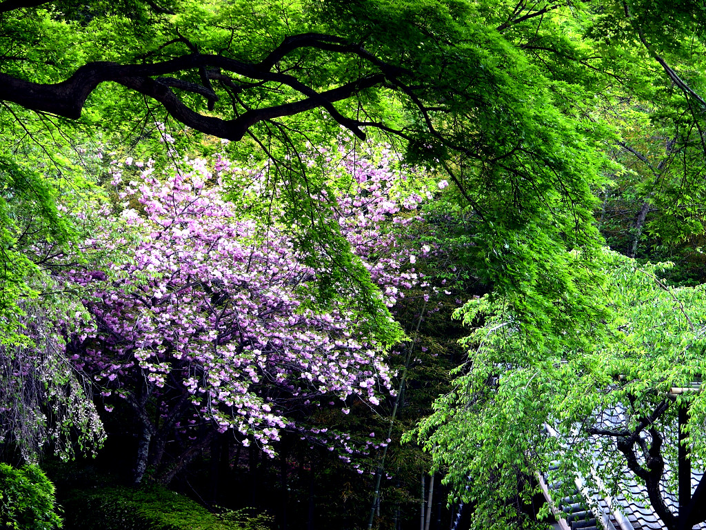 遅咲きの桜と新緑　左クリックで長谷寺へ右クリック背景に設定で壁紙へ