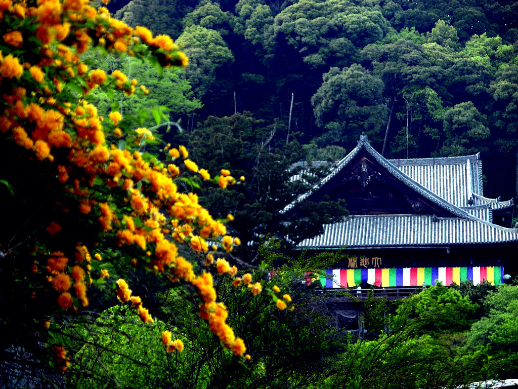 山吹の花と長谷寺本堂　左クリックで長谷寺へ右クリック背景に設定で壁紙へ
