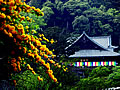 山吹の花と長谷寺本堂