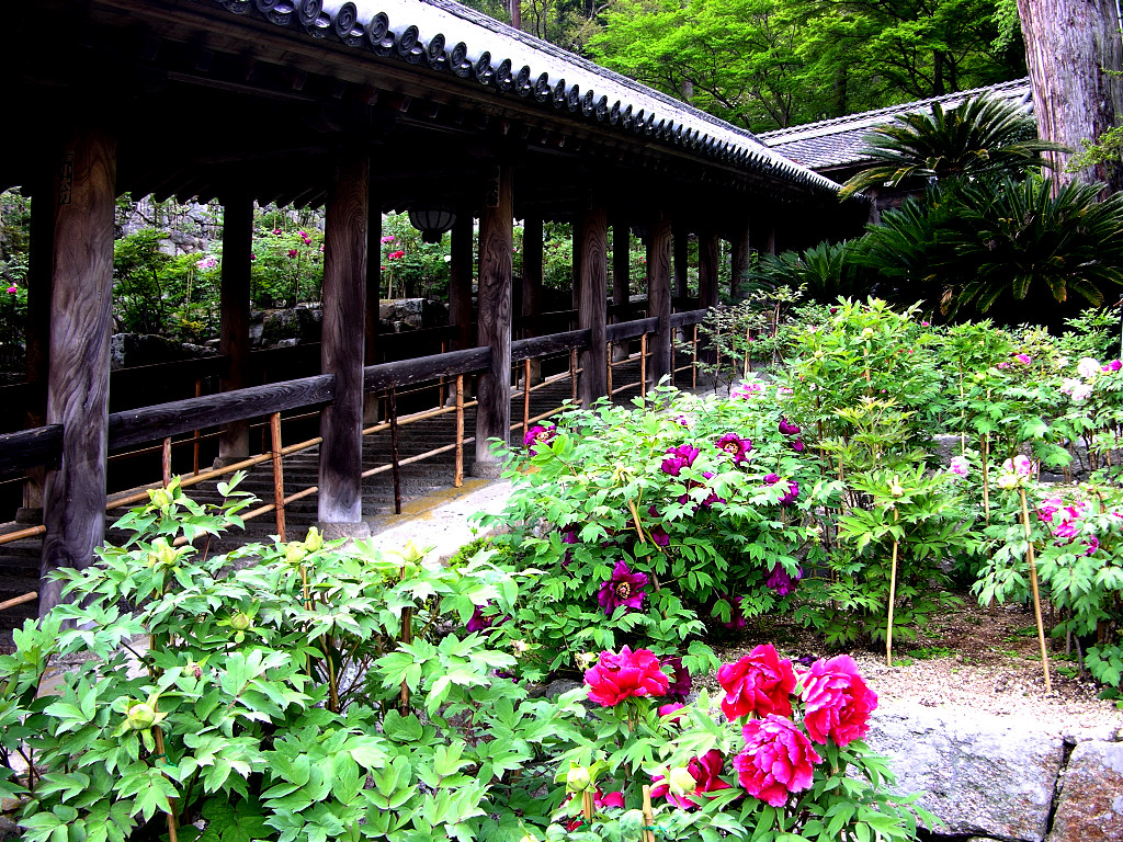 登廊とぼたんの花　左クリックで長谷寺へ右クリック背景に設定で壁紙へ
