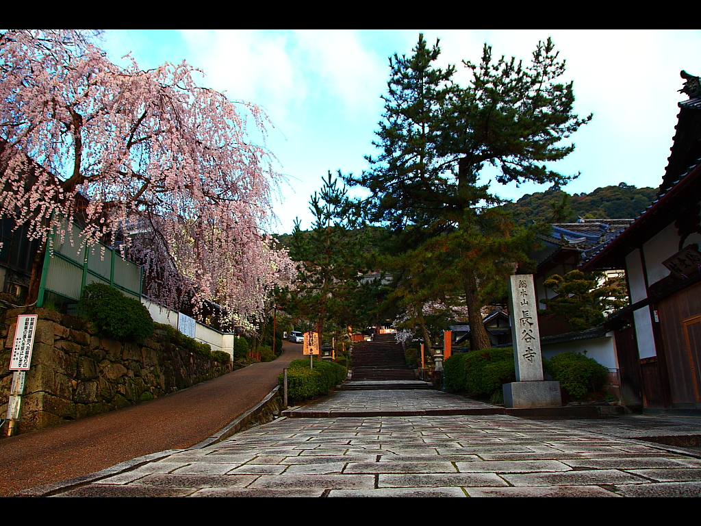 長谷寺入り口石段下　左クリックで長谷寺 桜へ右クリック背景に設定で壁紙へ