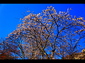 白心寮横の巨大な桜