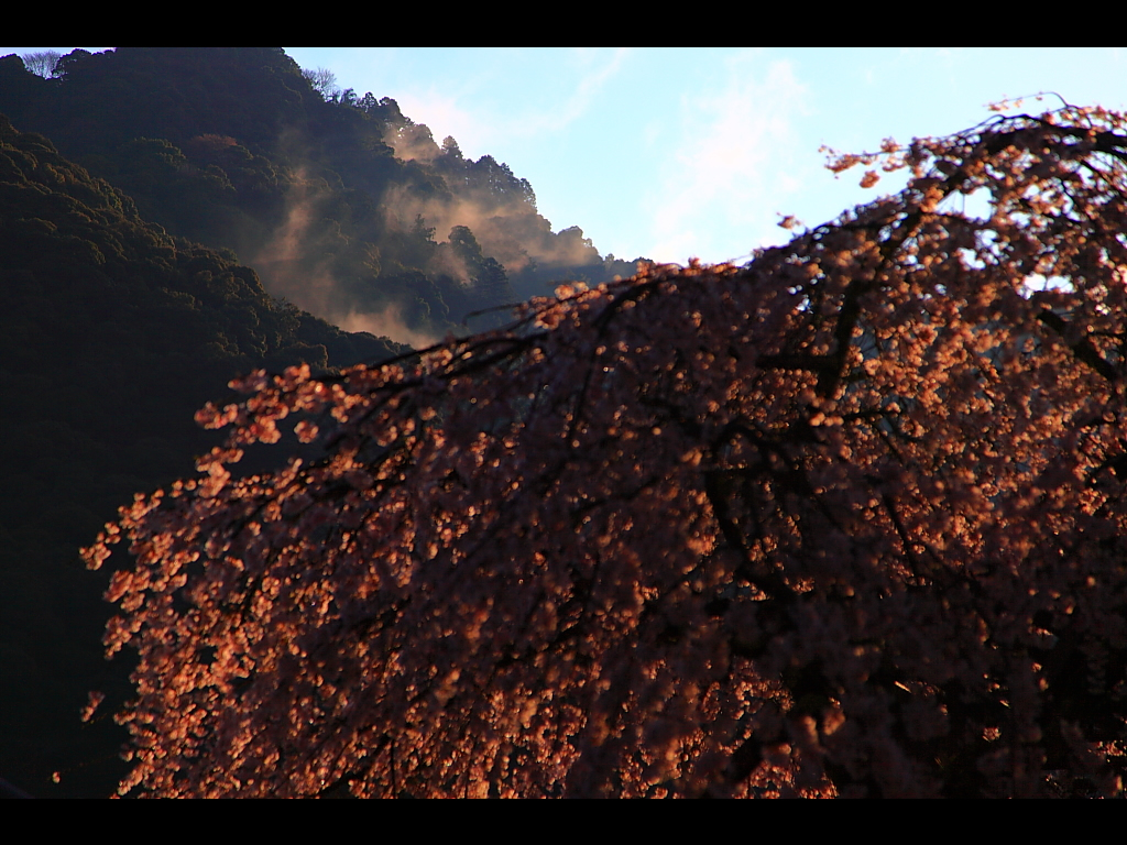 立ち上る朝霧と朱に染まる桜　左クリックで長谷寺 桜へ右クリック背景に設定で壁紙へ