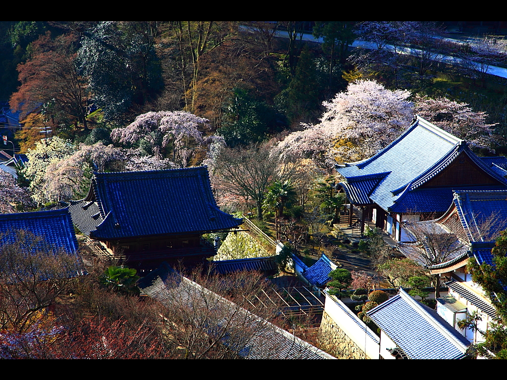 長谷寺本堂より見下ろす境内の建物と桜　左クリックで長谷寺 桜へ右クリック背景に設定で壁紙へ