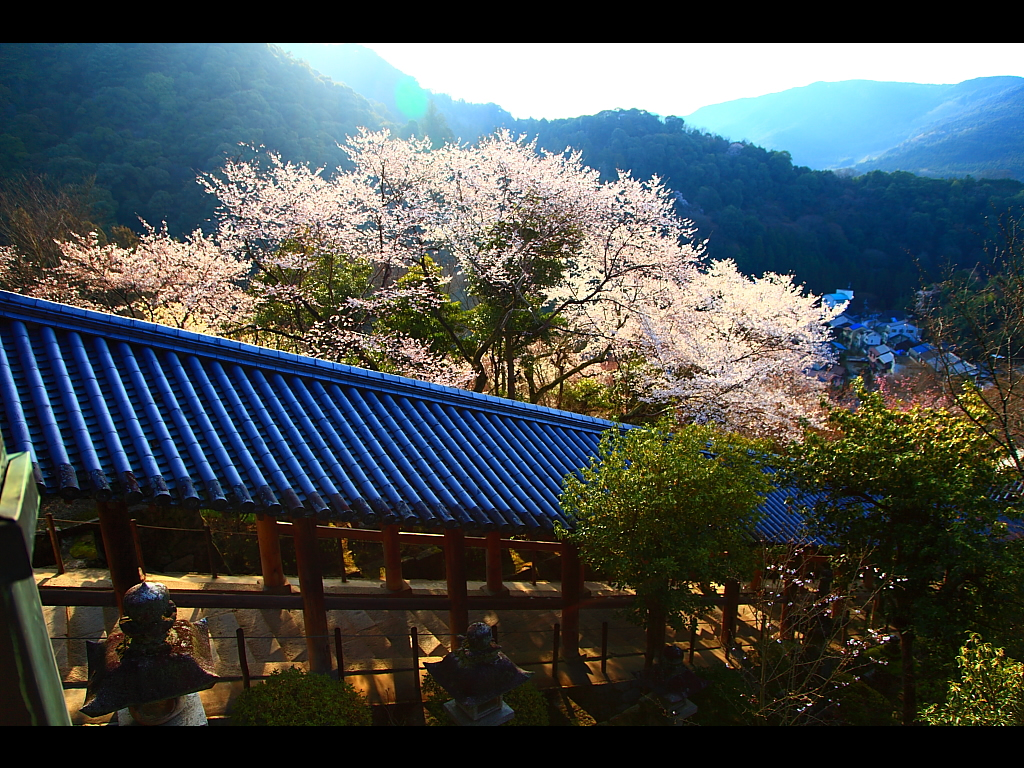 朝日に輝く桜と登廊　左クリックで長谷寺 桜へ右クリック背景に設定で壁紙へ