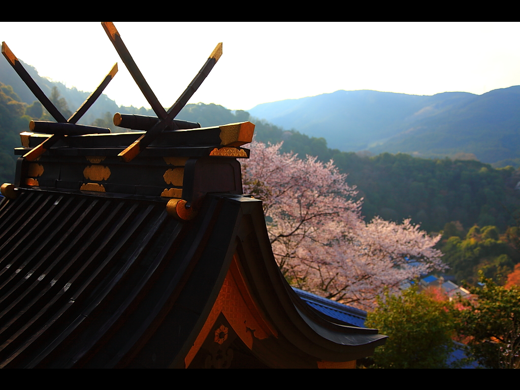 長谷寺尾上の鐘の屋根と桜　左クリックで長谷寺 桜へ右クリック背景に設定で壁紙へ