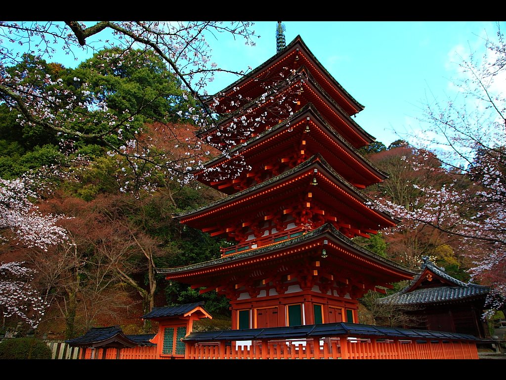 長谷寺五重塔と付近の桜　左クリックで長谷寺 桜へ右クリック背景に設定で壁紙へ