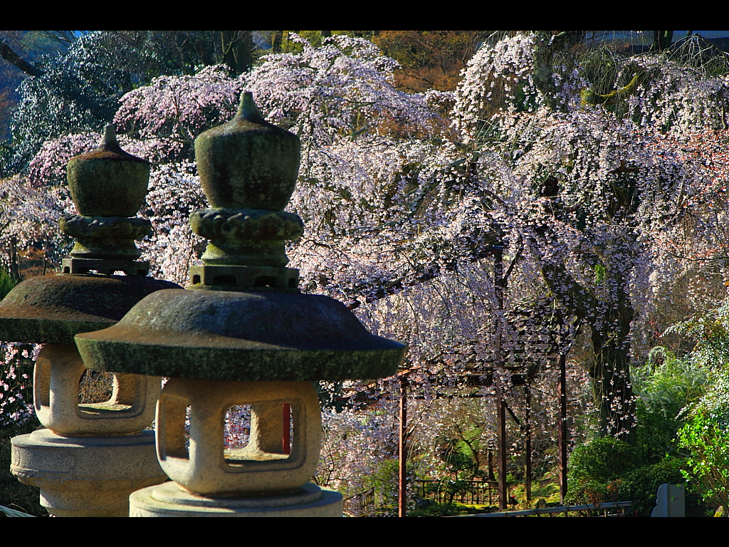 石灯籠と満開の枝垂れ桜　左クリックで長谷寺 桜へ右クリック背景に設定で壁紙へ