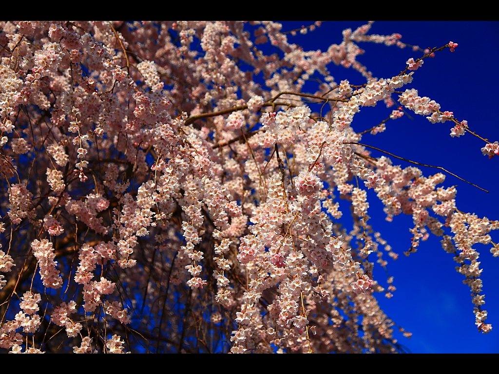 濃い青空とピンク色の枝垂れ桜　左クリックで長谷寺 桜へ右クリック背景に設定で壁紙へ
