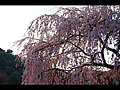 仁王門前の枝垂桜