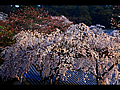 朝日に染まる西参道の桜