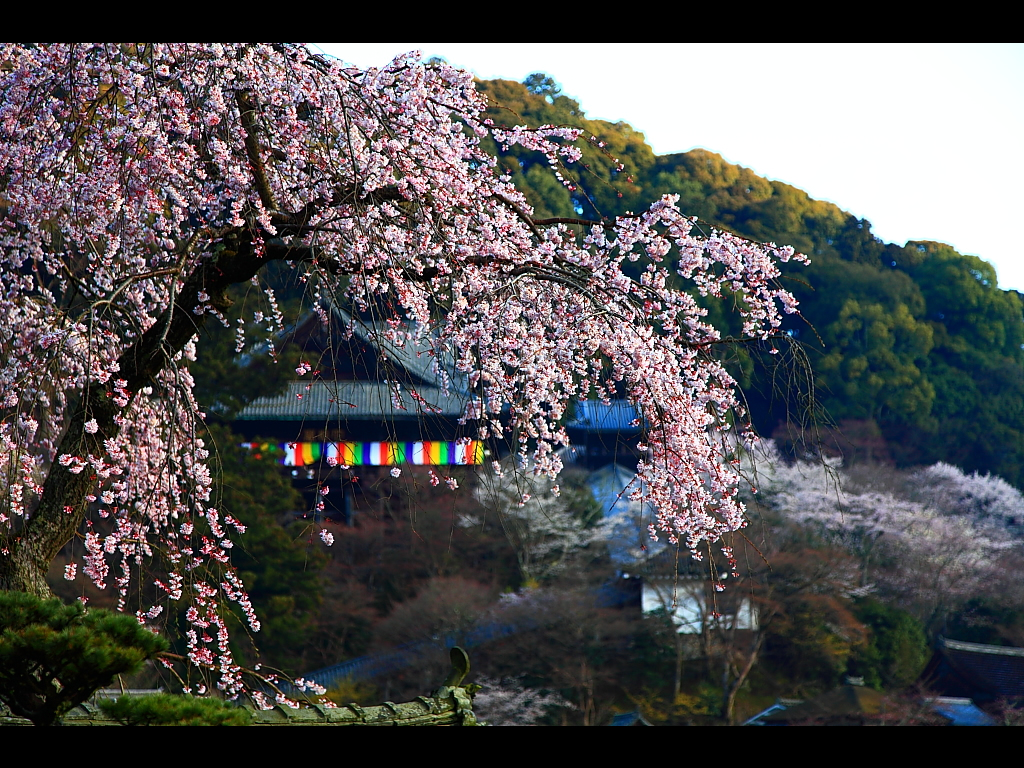 長谷寺本坊前から見る本堂と桜　左クリックで長谷寺 桜へ右クリック背景に設定で壁紙へ