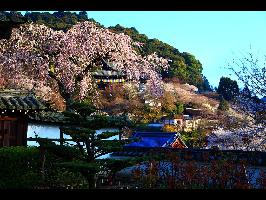 桜に包まれる長谷寺本堂　左クリックで長谷寺 桜へ右クリック背景に設定で壁紙へ