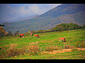 ジャージー牛の放牧風景