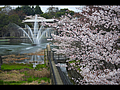 南禅寺船溜の噴水と桜