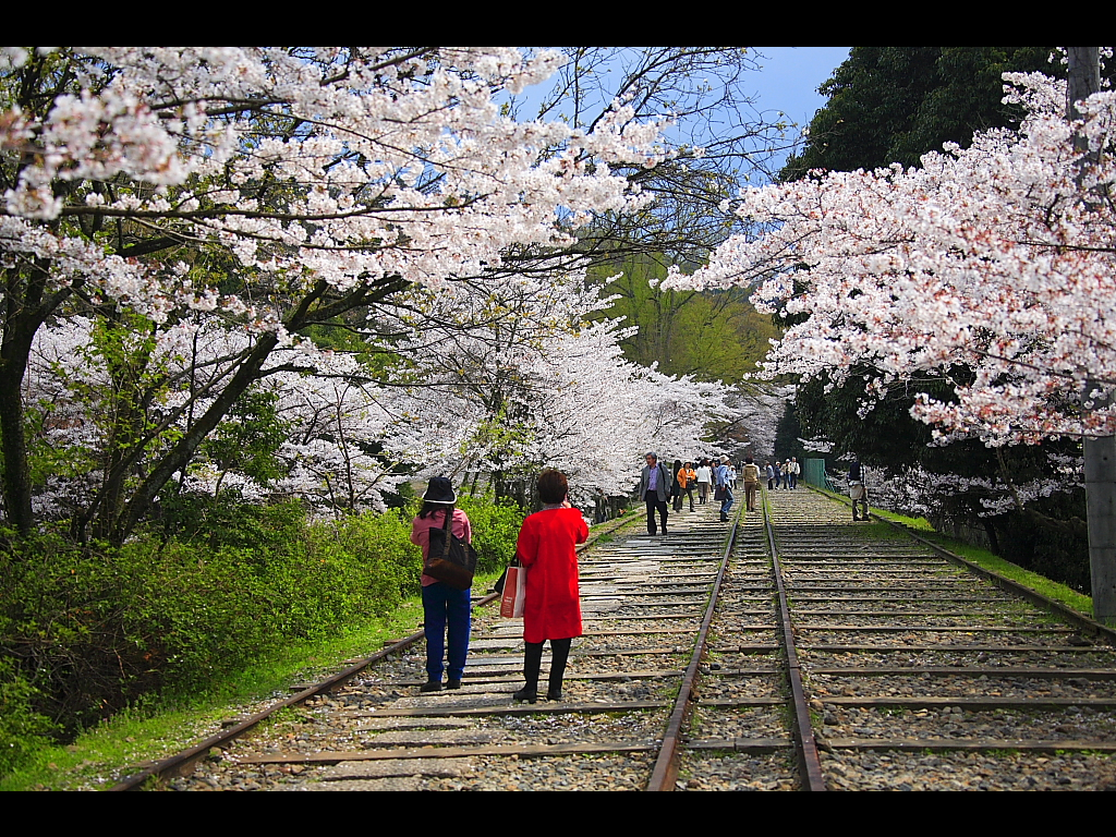 桜見物の人々　左クリックで琵琶湖疏水・インクラインの桜へ右クリック背景に設定で壁紙へ