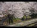 インクライン軌道と散り行く桜