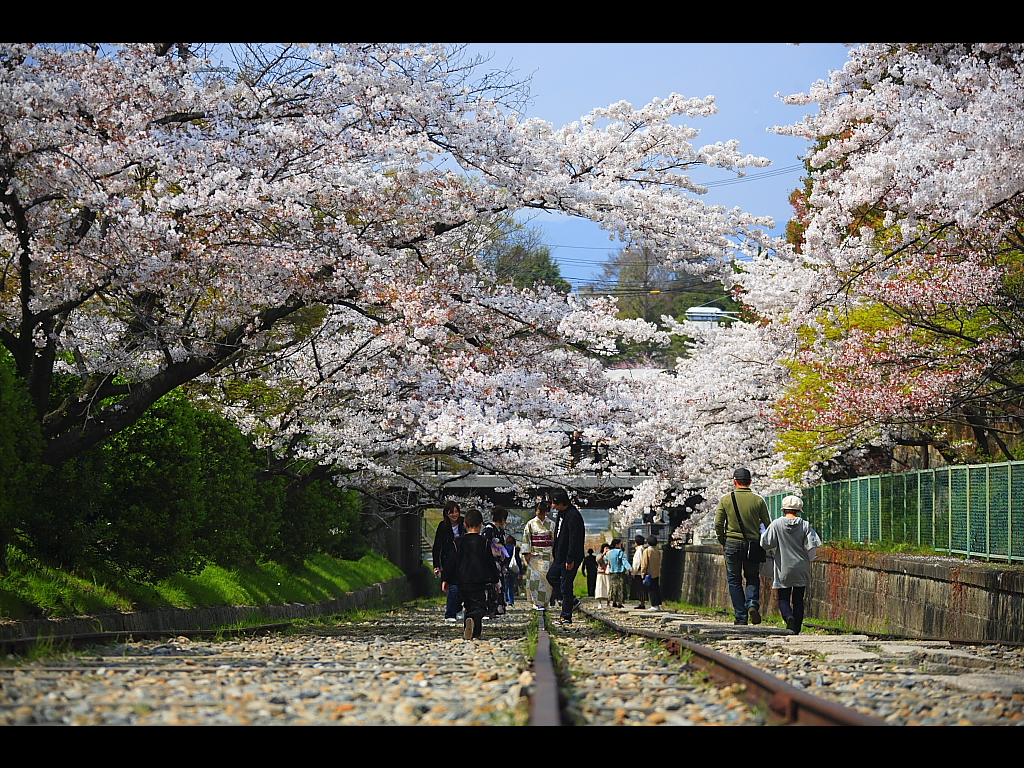 インクラインの桜並木　左クリックで琵琶湖疏水・インクラインの桜へ右クリック背景に設定で壁紙へ