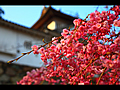 隅櫓と紅枝垂桜