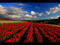 サルビアの赤いお花畑