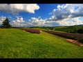 緑とラベンダー畑の紫色