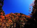 The autumnal leaves of Kaochidani