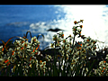 海に輝く水仙の花