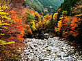 Autumnal-leaves beauty of a Kosegawa ravine