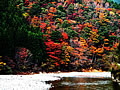 The autumnal leaves of an Amanogawa (Kosegawa) ravine