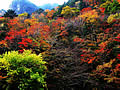 Autumnal-leaves best time to see of a Kosegawa ravine